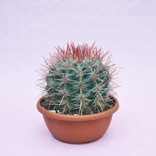 Ferocactus stainesii vaso Ø 20