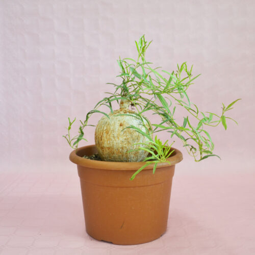 Ipomea bolusii vaso 20