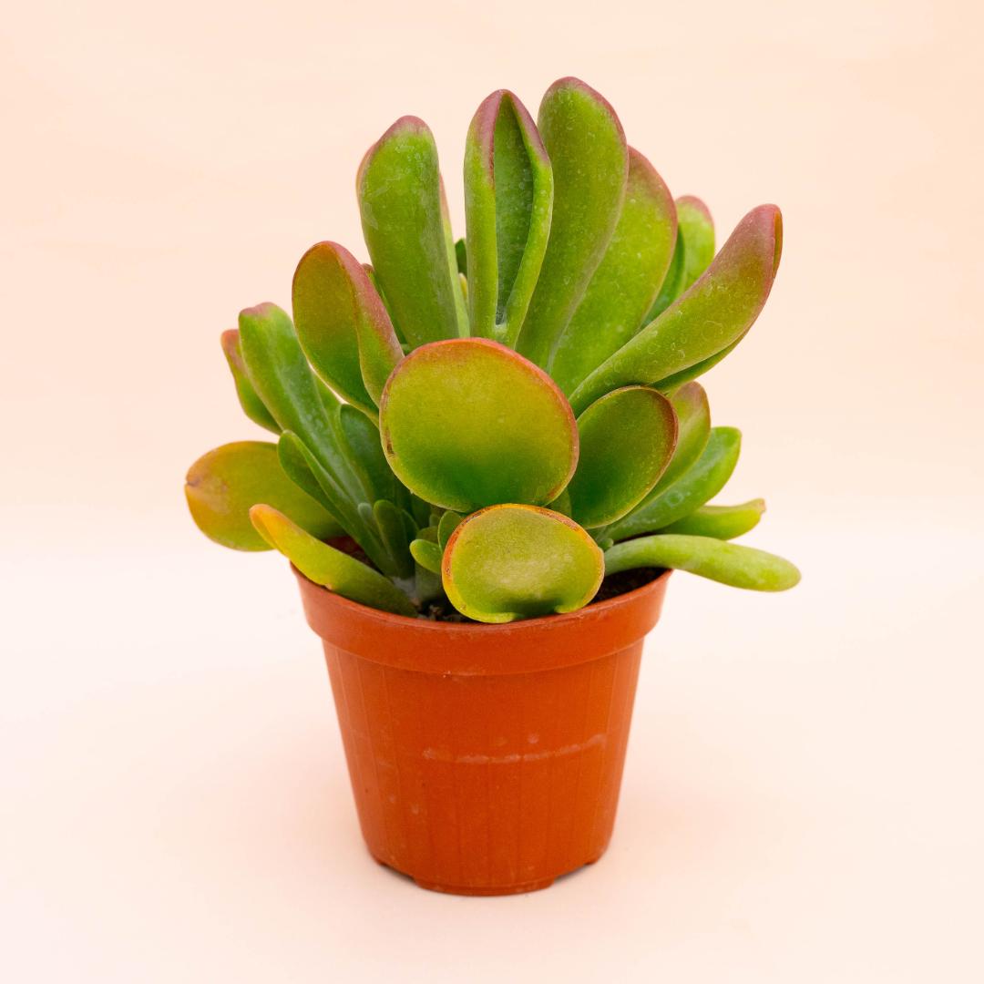 Kalanchoe oricola vaso Ø 18