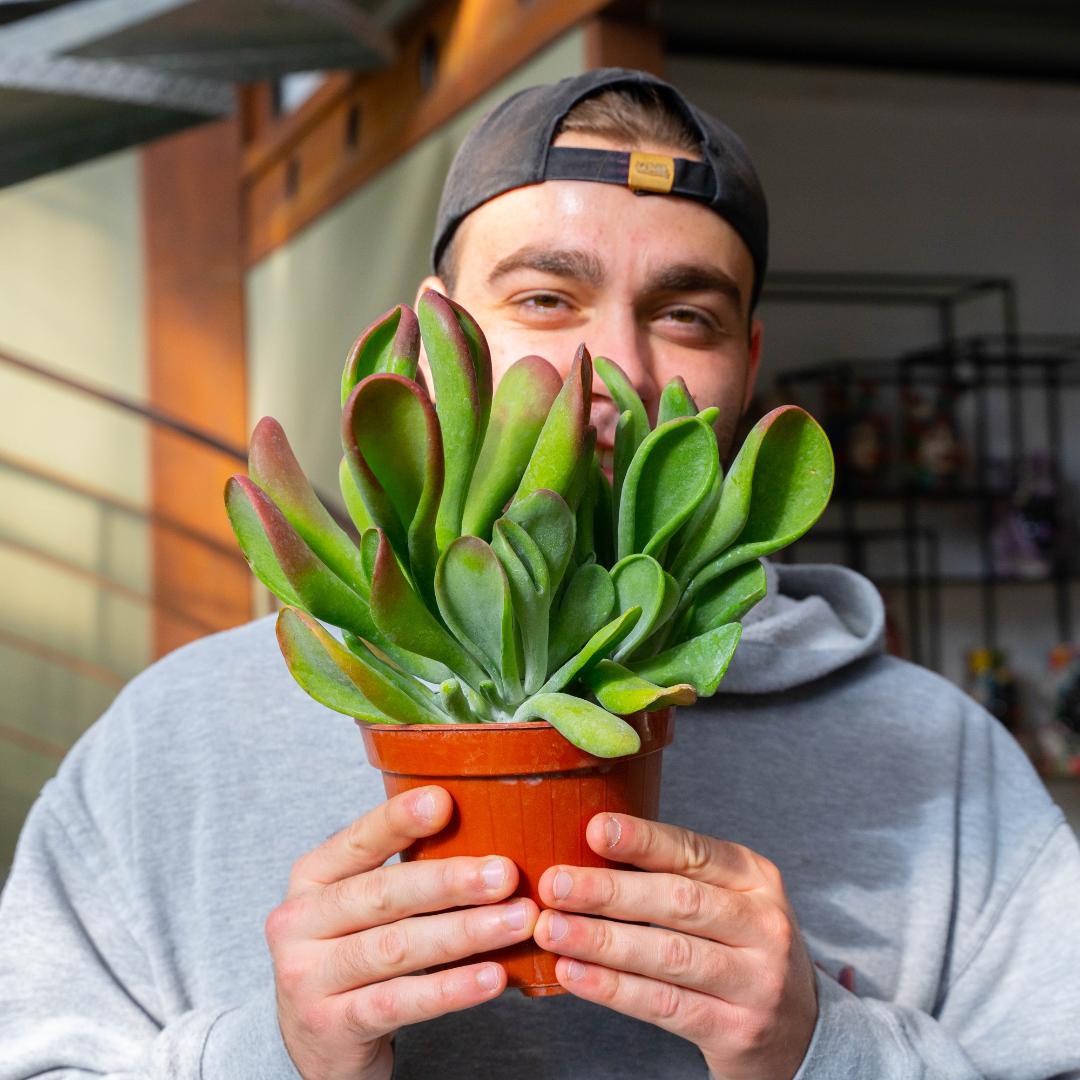 Kalanchoe oricola vaso Ø 18