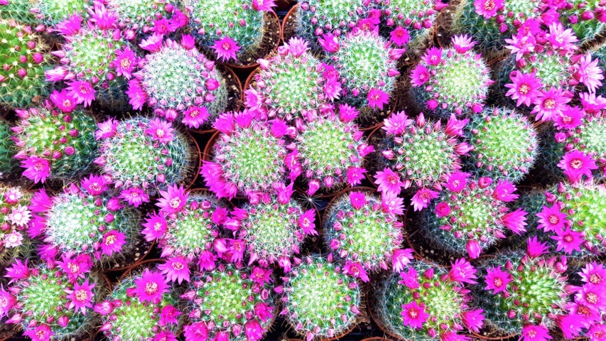 Mammillaria zeilmanniana