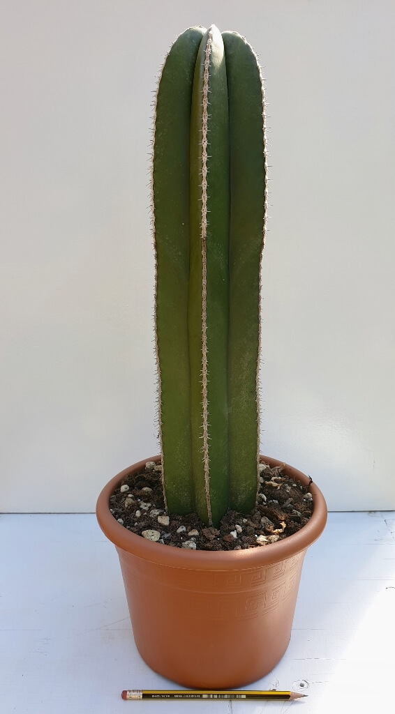 Marginatocereus marginatus