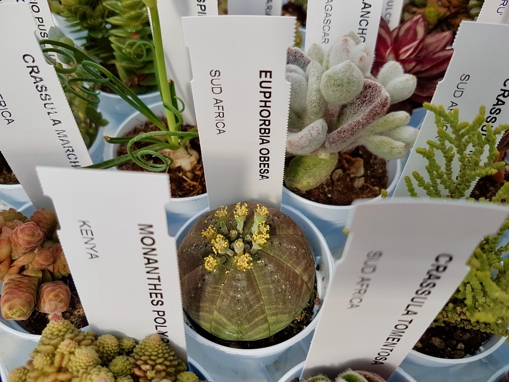 Collezione 30 piante succulente mix