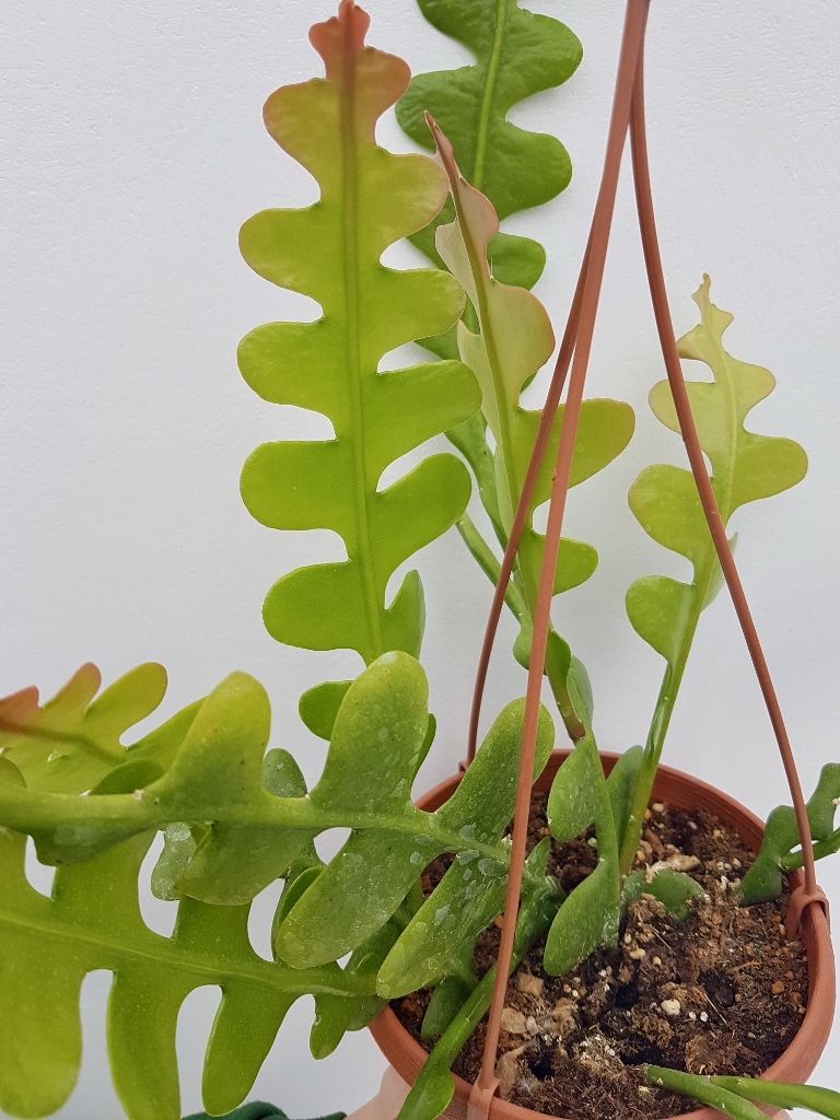 Epiphyllum anguliger vaso basket Ø 14