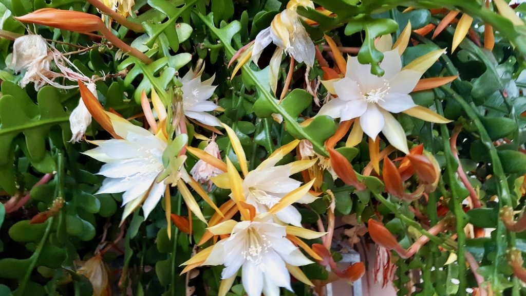 Epiphyllum anguliger vaso basket Ø 14