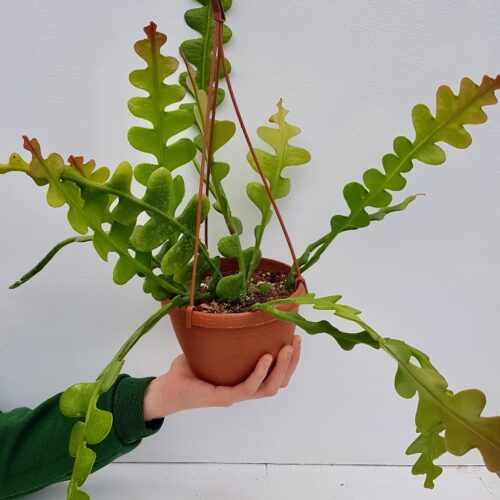 Epiphyllum anguliger vaso basket Ø 14