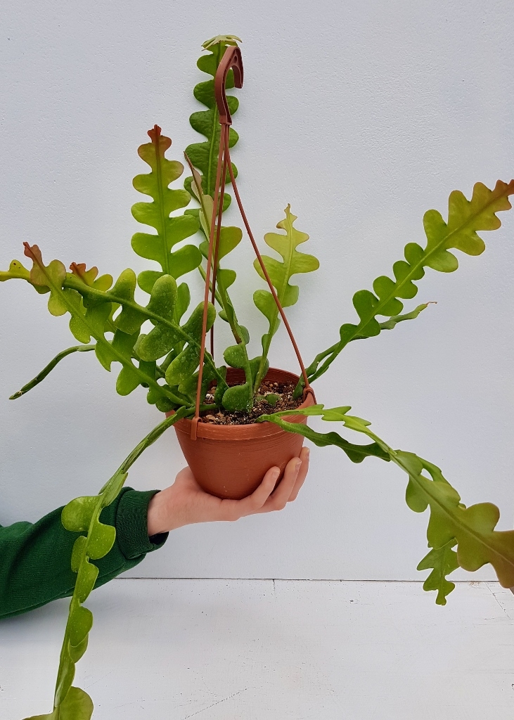 Epiphyllum anguliger vaso basket Ø 14