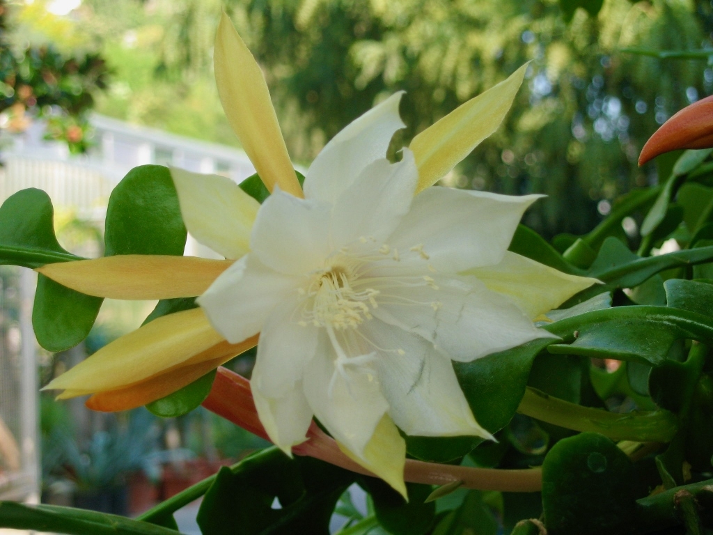 Epiphyllum anguliger vaso basket Ø 14