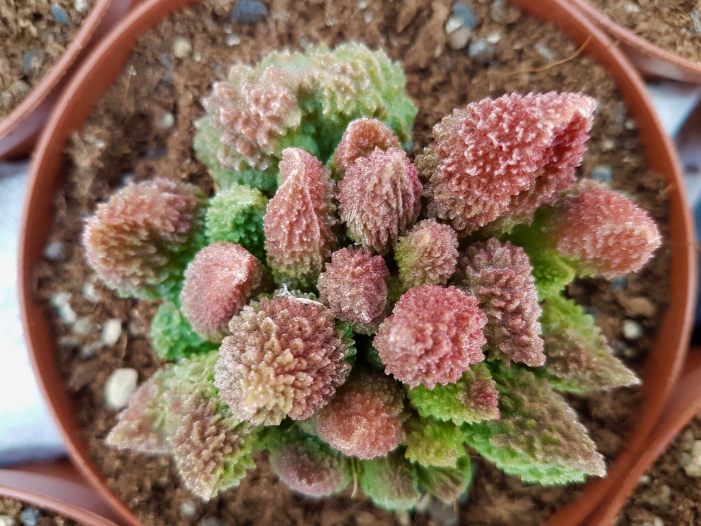 Adromischus marianiae herrei red