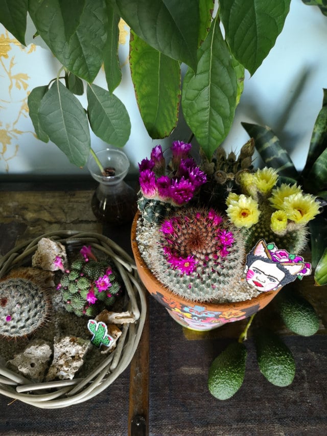 Cactus fioriti