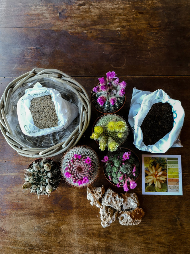 Kit Cactus Fioriti