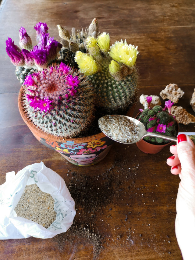 Cactus fioriti