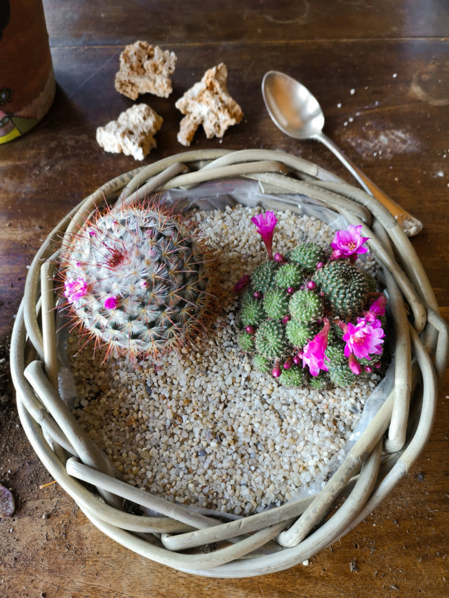 Disporre cactus nel vaso