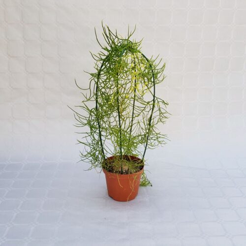 Bowiea volubilis vaso 10