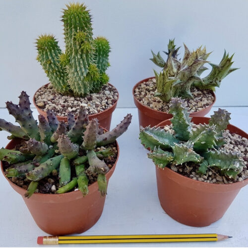 Set Asclepiadaceae 4 piante Ø 10,5 cm