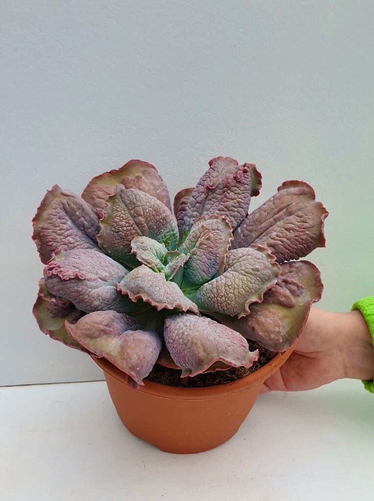 Echeveria Etna
