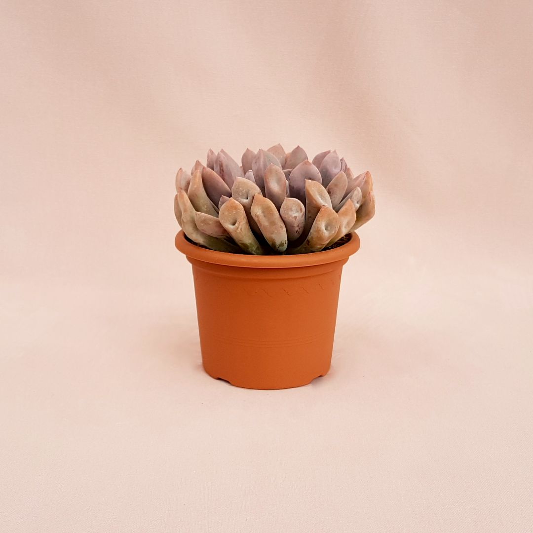 Echeveria lilac spoons vaso 13
