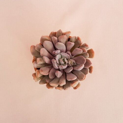 echeveria lilac spoons vaso 13-2