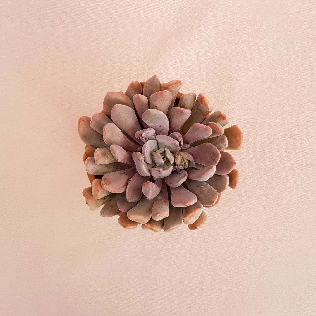 echeveria lilac spoons vaso 13-2