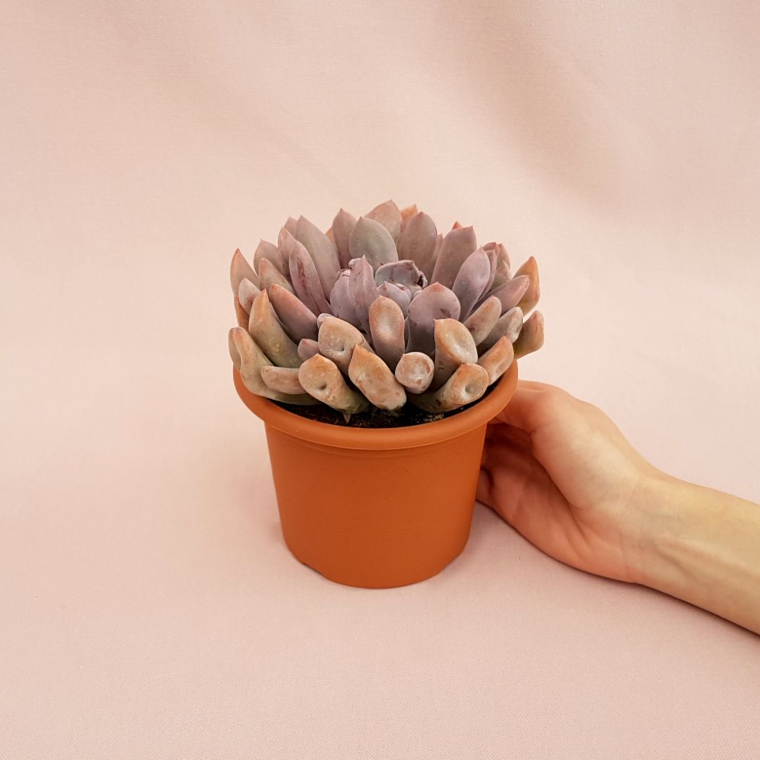 echeveria lilac spoons vaso 13-3