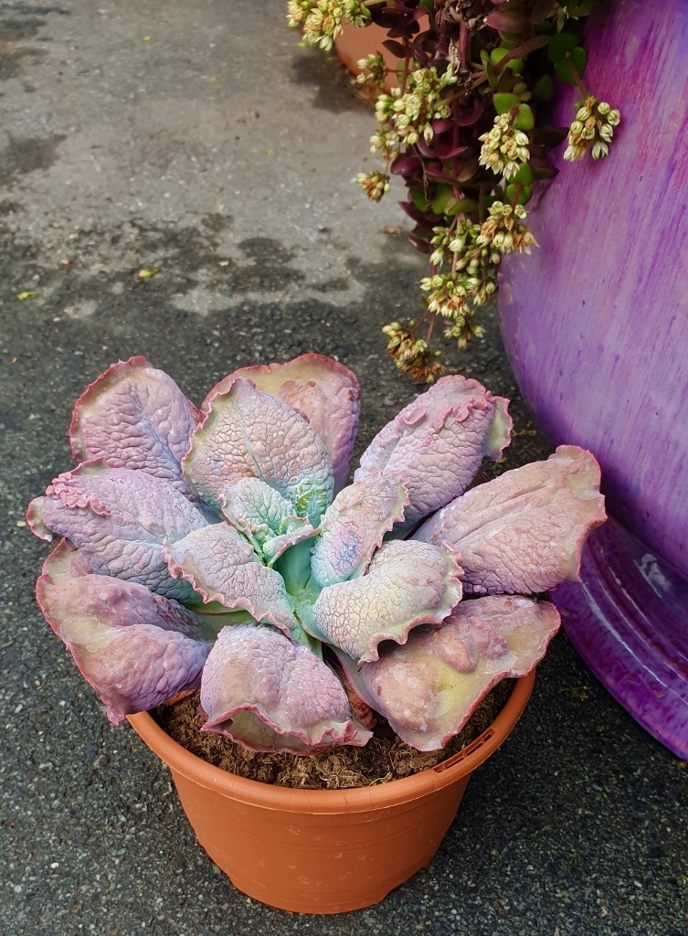 Echeveria etna vaso Ø 17 - immagine 2