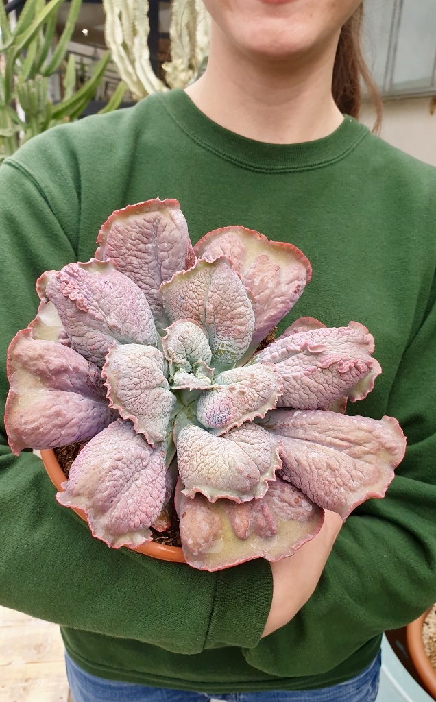 Echeveria etna vaso Ø 17 - immagine 4