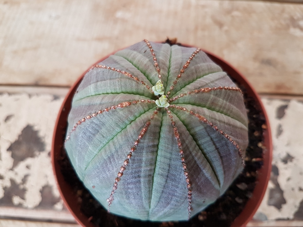 Euphorbia obesa