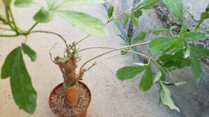 Adansonia digitata