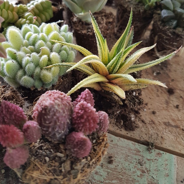 Collezione 30 piante succulente mix