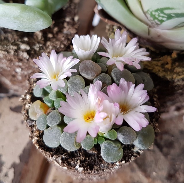 Frithia pulchra