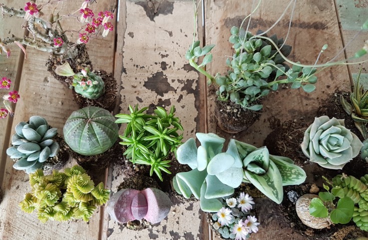 Collezione 30 piante succulente mix