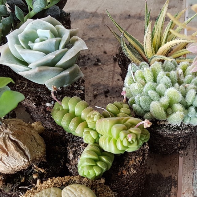 Collezione 30 piante succulente mix