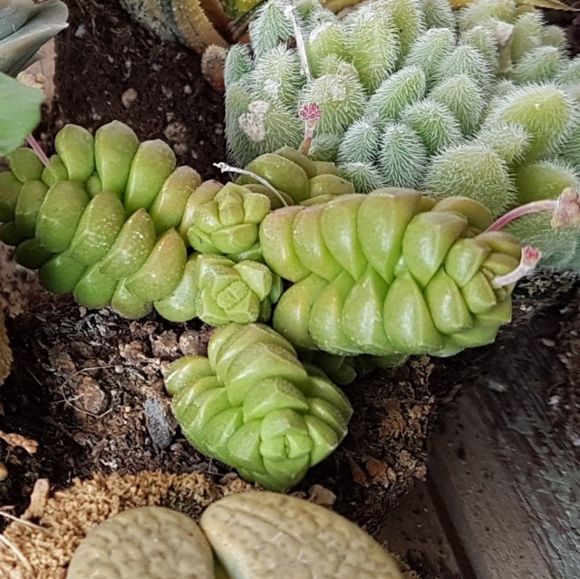 Crassula marchandii hybrid