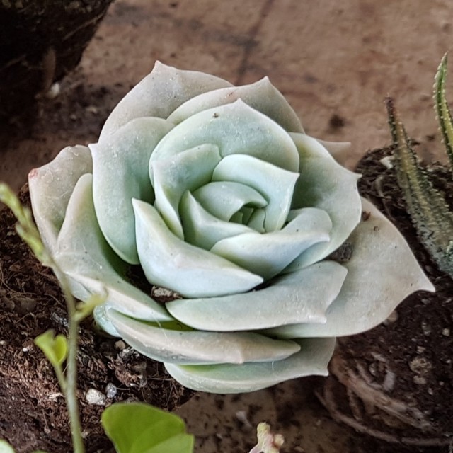Echeveria Lovely Rose