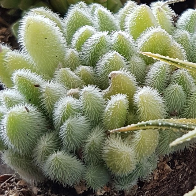 Sedum hintonii