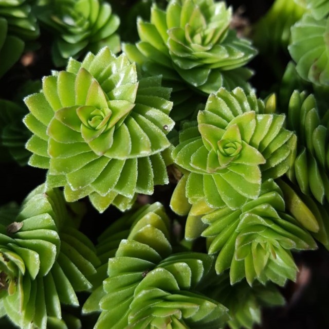 Crassula estagnol