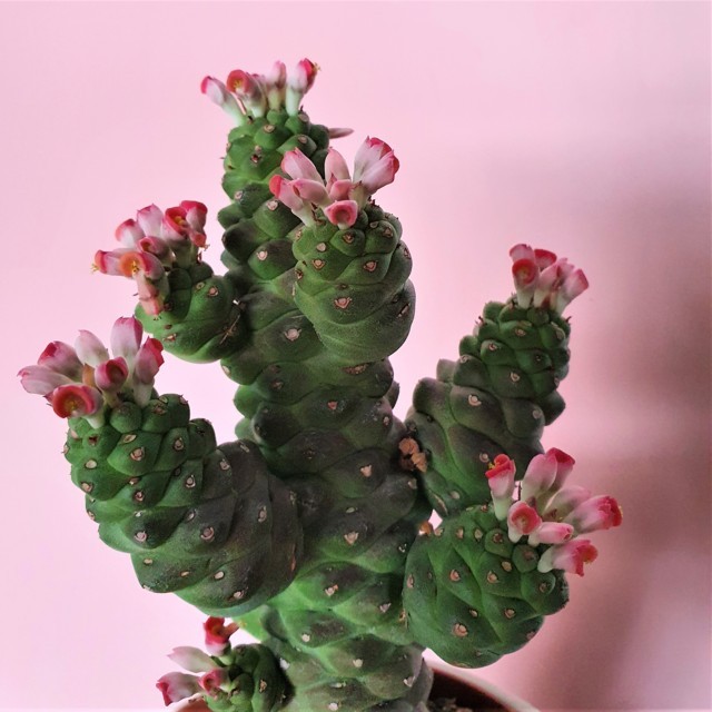 Monadenium ritchei ssp. nymbayense