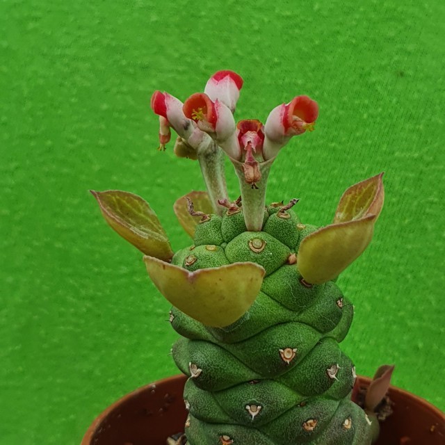 Monadenium ritchiei Monadenium ritchiei