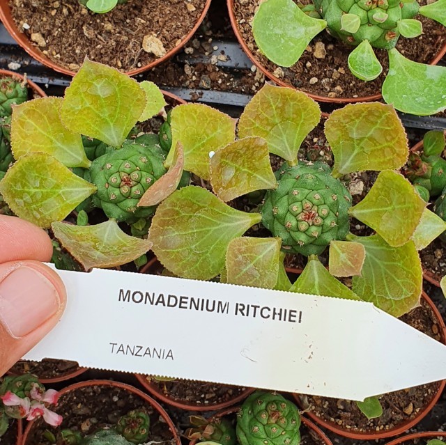 Monadenium ritchiei Monadenium ritchiei