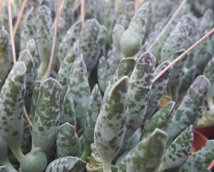 Adromischus cooperi
