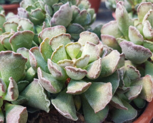 Adromischus cristatus