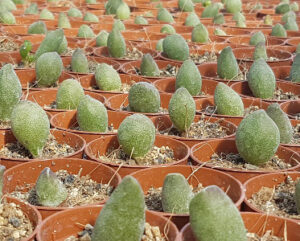 Adromischus cristatus 'Clavifolius'