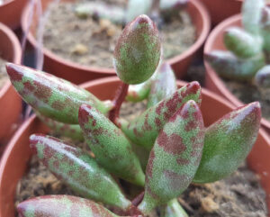 Adromischus filicaulis