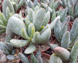 Adromischus filicaulis subsp. marlothii