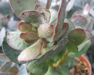 Adromischus hemisphaericus