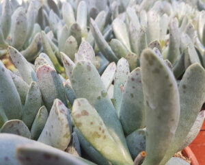 Adromischus hummel's