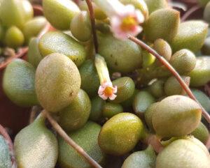 Adromischus marianae 'Little Spheroid'
