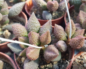 Adromischus marianae f. multicolor