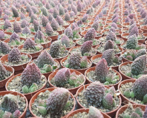 Adromischus marianae 'Tanqua'