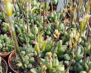 Adromischus marianiae alveolatus